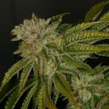 MK-Ultra