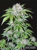 Automatic AK47