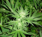 White Rhino