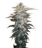 White Widow
