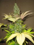 White Widow