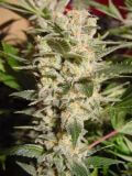 Belladonna