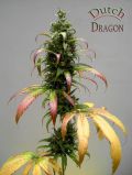 Dutch Dragon