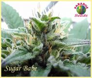 Sugar Babe
