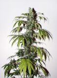Purple Bud