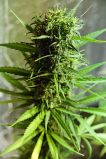 Swazi Skunk