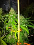 Swazi Skunk