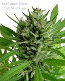 Top Skunk 44