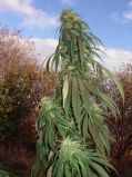 Top Skunk 44