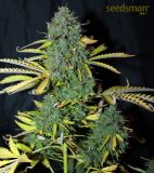 White Widow
