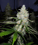 Ceres Skunk
