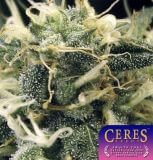 Fruity Thai