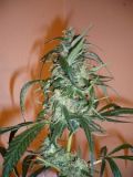 C13 Haze