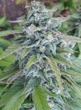Cannadential
