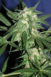 Cannadential