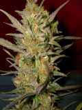 Sweet Haze