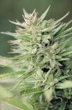 Early Durban