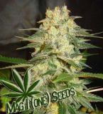 Mag Afghan