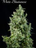 White Bhutanese