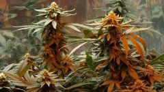 Master Kush
