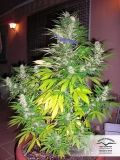 White Widow