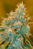 Chocolope