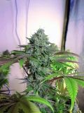 Cataract Kush