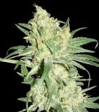 HitMan OG