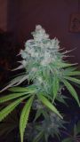 Kandy Kush x Skunk