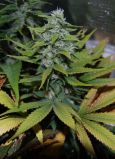 LA Confidential