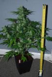 Automatic AK47 x Automatic Hindi Kush