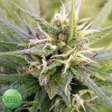 Guatemala Sativa