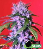 Berry Bomb
