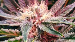 Bubblelicious