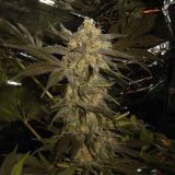 Super Skunk