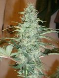 Super Skunk