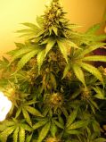 Swiss Cheese