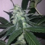 Swiss Cheese