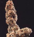 Afghani Special
