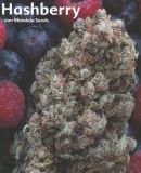 Hashberry