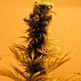 Raspberry Cough