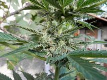Raspberry Cough