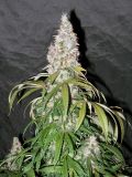 Sterling Haze