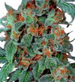 Orange Bud