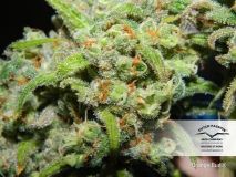 Orange Bud