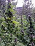 Purple #1
