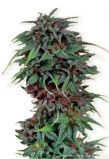 Durban Poison