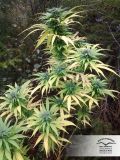 Durban Poison