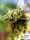 White Widow x The Ultimate
