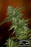 Skunk #1